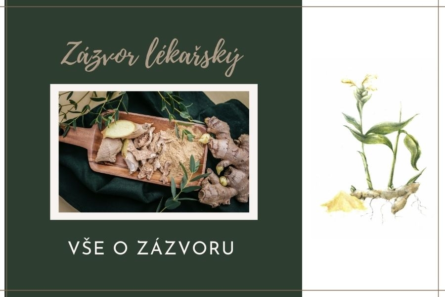 Týden s kořením: Zázvor